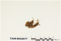 藏品(青苔科)的圖片